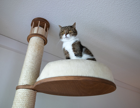 tabby white british shorthair cat sitting on top of a scratching post observing the area