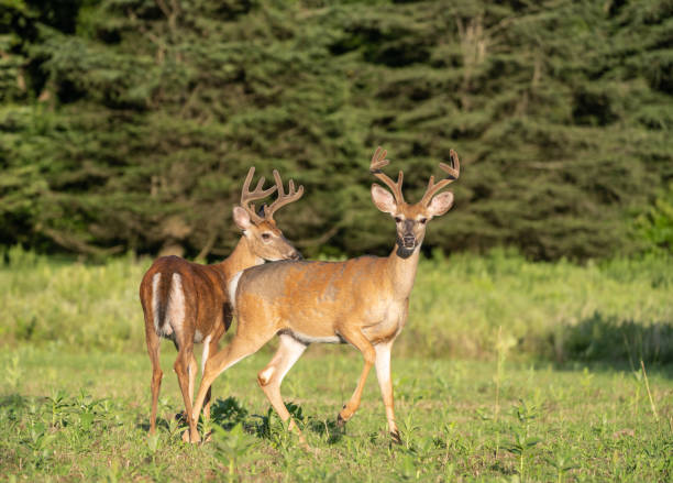 istock Two large white-tailed deer (Odocoileus virginianus) in field looking at camera 1177917178