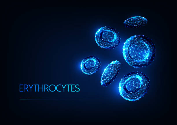 Futuristic glowing low polygonal red blood cells erythrocytes isolated on dark blue background. Futuristic glowing low polygonal red blood cells erythrocytes isolated on dark blue background. Blood testing, immunology concept. Modern wireframe design vector illustration. red blood cell stock illustrations