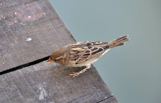 istock Sparrow stands on a wooden platform 1177918021