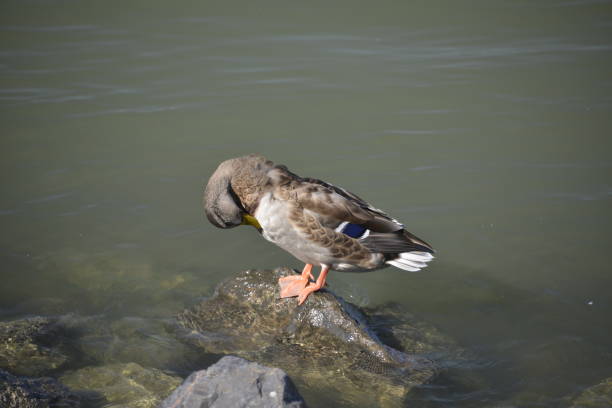 Ducks sunbathe on rocks in the water, on the riverbank