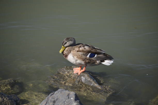 Ducks sunbathe on rocks in the water, on the riverbank