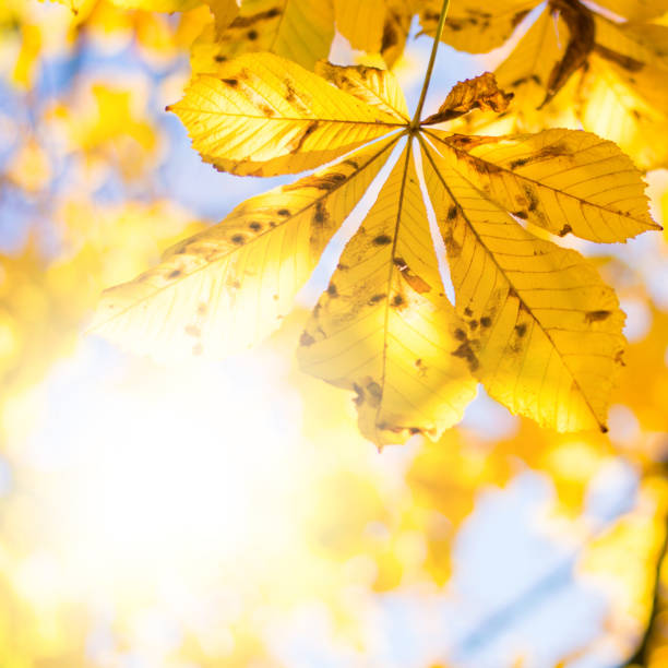 istock autumn yellow tree foliage close up 1177918855