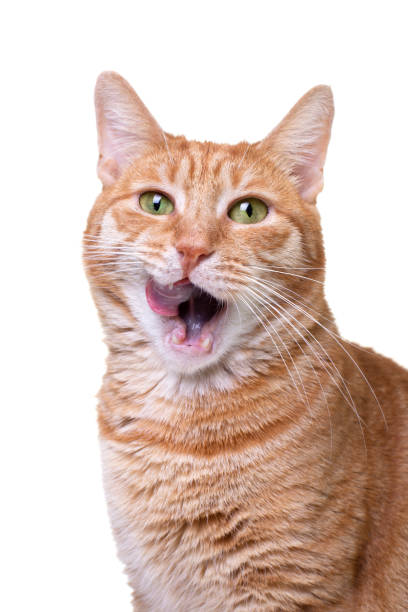 istock Licking red cat isolated on white background 1177918931