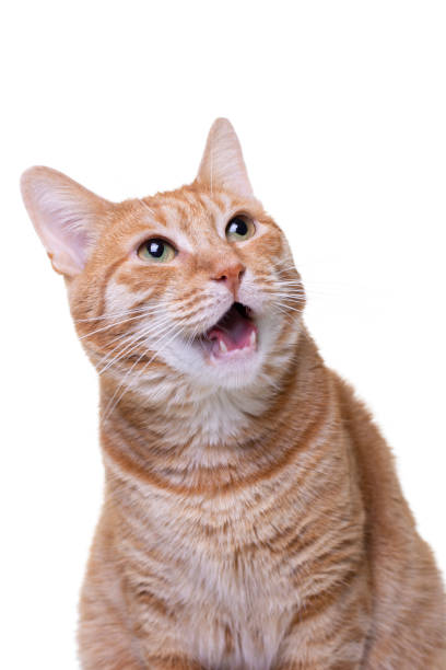 istock Funny looking muzzle of Red Cat on white Background 1177918953