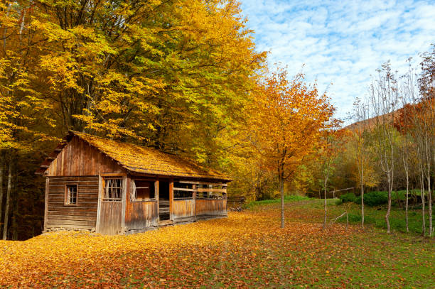 Abandoned wooden house built on grassy hill near fence surrounded by bare trees in highland against distant mountains at sunny autumn sunset