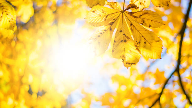 istock autumn yellow tree foliage close up 1177919138
