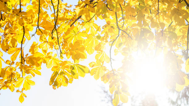 istock autumn yellow tree foliage close up 1177919205
