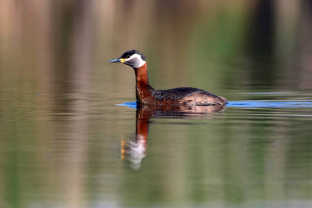 istock Swimming bird. Bird: Green, blue nature background. Red necked Grebe. Podiceps grisegena. 1177919255