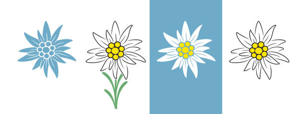 illustrazioni stock, clip art, cartoni animati e icone di tendenza di logo edelweiss. edelweiss isolata su sfondo bianco - stella alpina