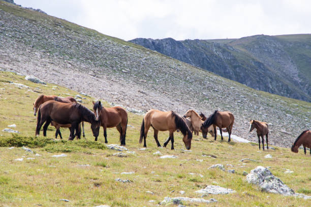 istock Free horses in the mountain. 1177923052