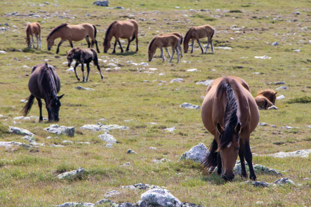istock Free horses in the mountain. 1177923280