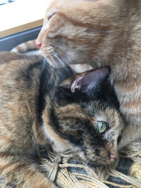 istock Tabby cat bathing tortoiseshell cat adorable 1177923341