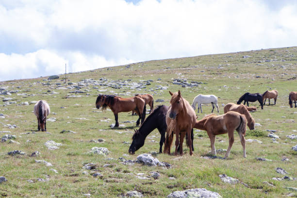 istock Free horses in the mountain. 1177923412
