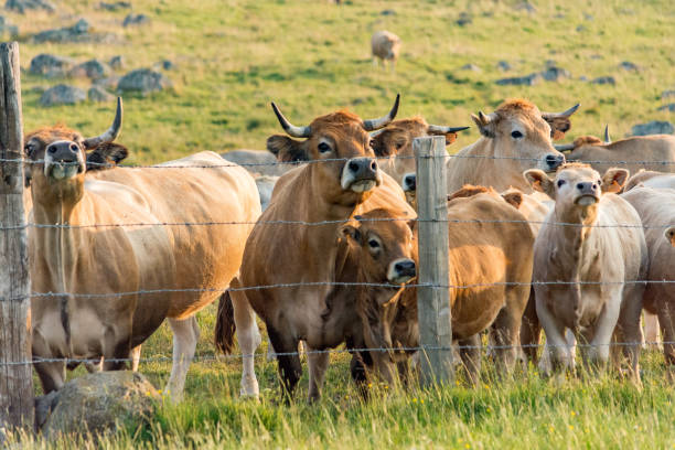 istock Cows in the countryside 1177923919