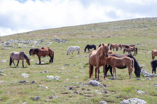 istock Free horses in the mountain. 1177923921