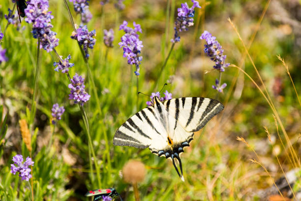 black and white butterfly with a double tail gathering purple flowers