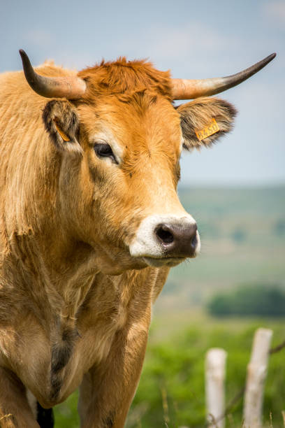 istock Cows in the countryside 1177924328
