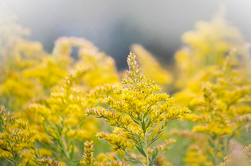 The wild flowers of Solidago canadensis or late goldenrod. Selective focus. State flower of the U.S. states of Kentucky and Nebraska