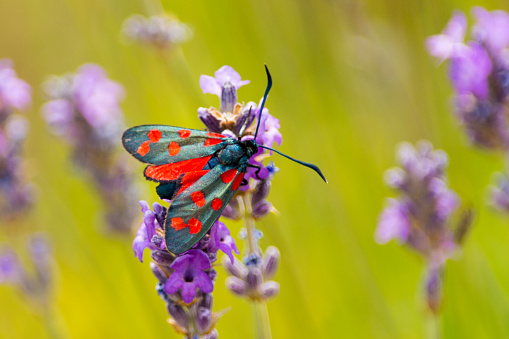 Black butterfly spotted with red on a purple flower