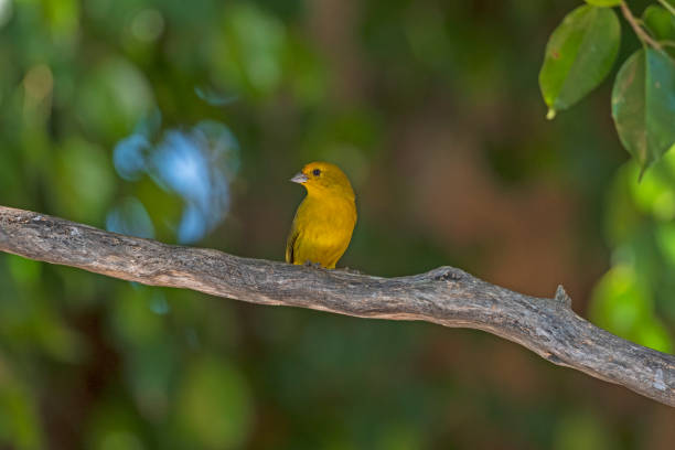 istock A Saffron Finch in a Tropical Tree 1177925413