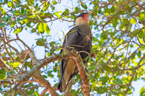 istock Southern Crested Caracara in a Tree 1177925414