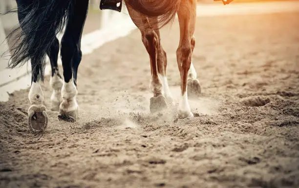 Dust under the hooves of a horses. Legs of two sports horses galloping around the arena.
