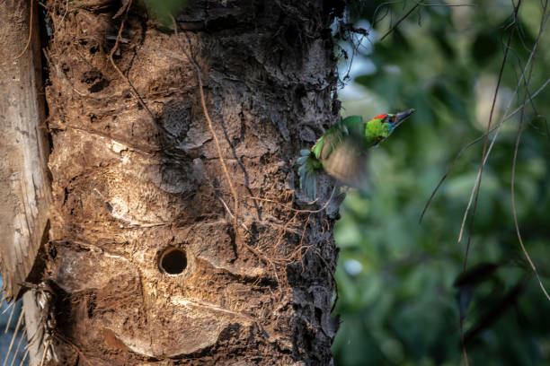 istock Red-throated Barbet (Megalaima mystacophanos) 1177927351