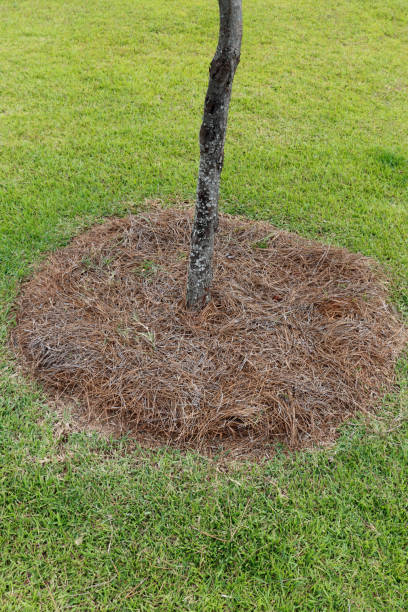 istock Natural Pine Needles Mulch at the Base of a Small Tree Outside 1177930339