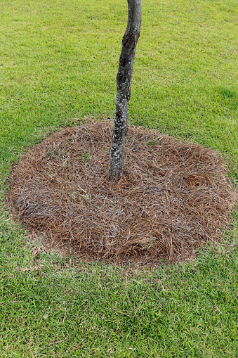 Lower part of small tree trunk outside with round pile of natural pine needles mulch at its base in the day. Green grass lawn with a layer of brown pine needles put in a circle around a tree outdoors