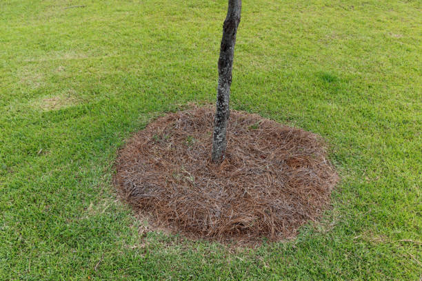 istock Pine Needles Mulch Hay at a Tree in Green Lawn Grass Outside 1177930383