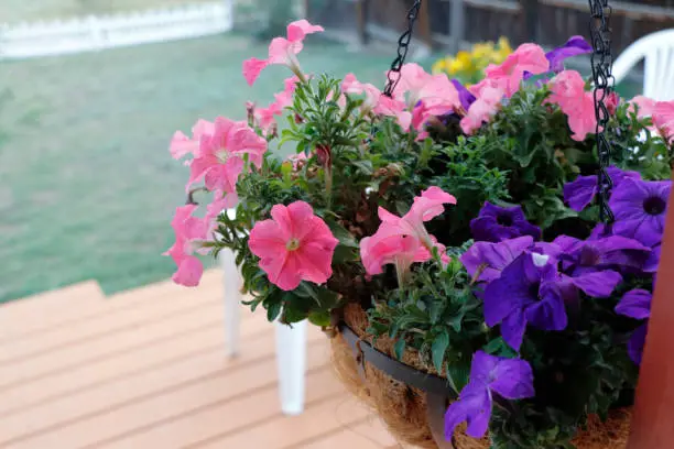 Summer petunia flowers in purple and pink with green leaves in a coconut husk hanging basket. Close-up petunias flower basket of pink and purple flowers over a front yard deck on a sunny day outdoors.