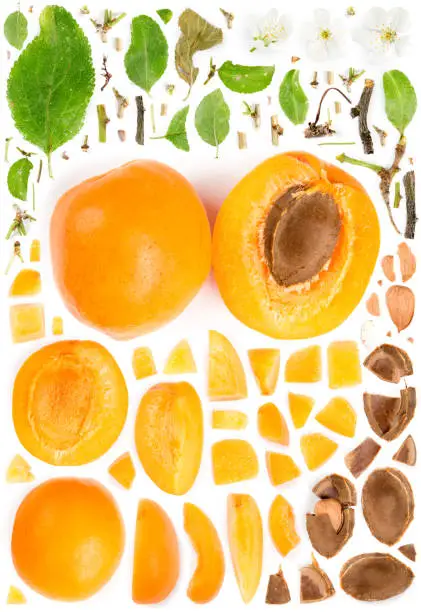 Large collection of apricot fruit pieces, slices and leaves isolated on white background. Top view. Seamless abstract pattern.