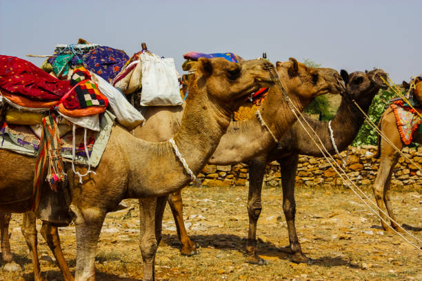 istock camels ready for desert hike in jaisalmer, rajasthan, india 1177931540
