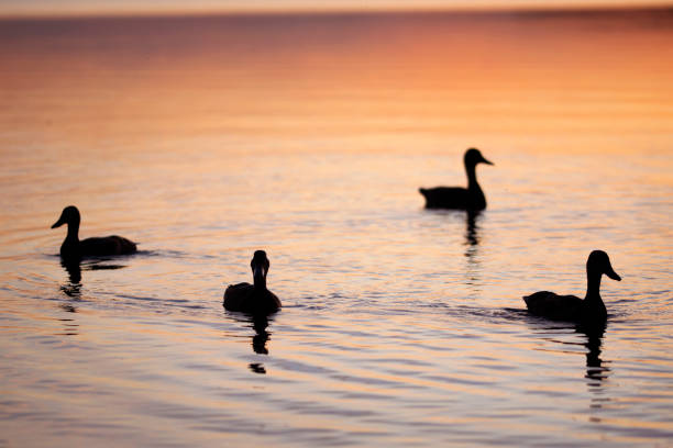 istock Silhouette of ducks during sunrise 1177932133