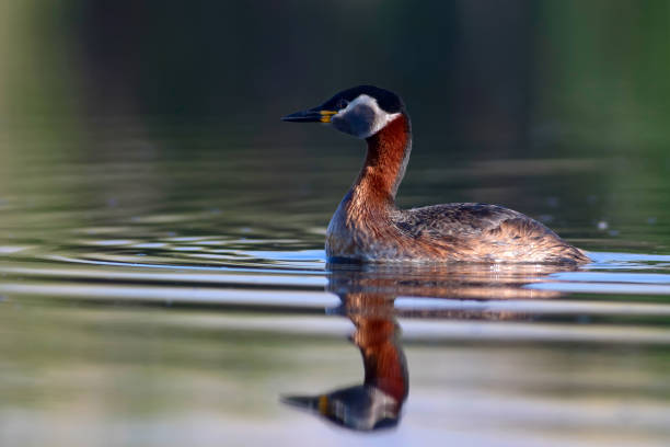 istock Swimming bird. Bird: Green, blue nature background. Red necked Grebe. Podiceps grisegena. 1177934210