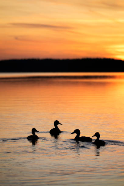 istock Silhouette of ducks during sunrise 1177935616