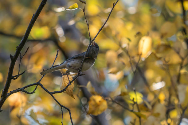 istock Dark-eyed Junco is Going to eat a tiny worm on the branch 1177936227