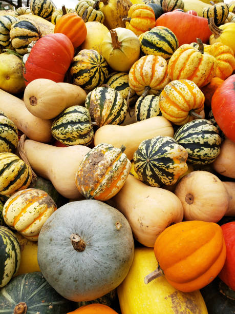 istock Thanks giving day pumpkins 1177939299