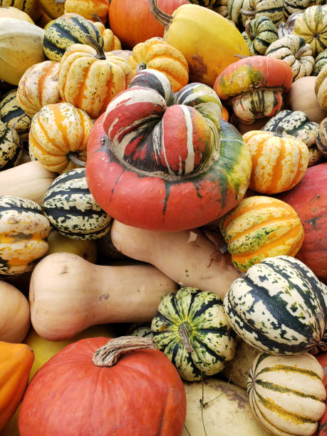 istock Thanks giving day pumpkins 1177939301