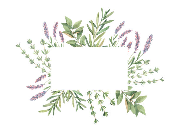 aquarell-illustration. etikett mit botanischen grünen blättern, kräutern und zweigen. floral design elemente. perfekt für hochzeitseinladungen, grußkarten, blogs, drucke, postkarten - lavender coloured lavender flower frame stock-grafiken, -clipart, -cartoons und -symbole