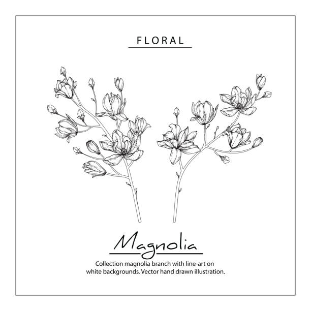 マグノリアの花の図面。 - magnolia flower blossom botany点のイラスト素材／クリップアート素材／マンガ素材／アイコン素材