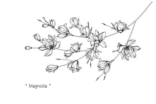 ilustrações, clipart, desenhos animados e ícones de desenhos da flor do magnolia. - magnolia white blossom black