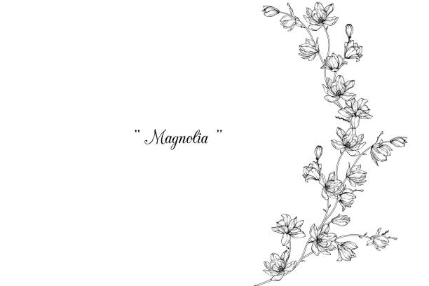 illustrations, cliparts, dessins animés et icônes de dessins de fleurs de magnolia. - plante aromatique illustrations