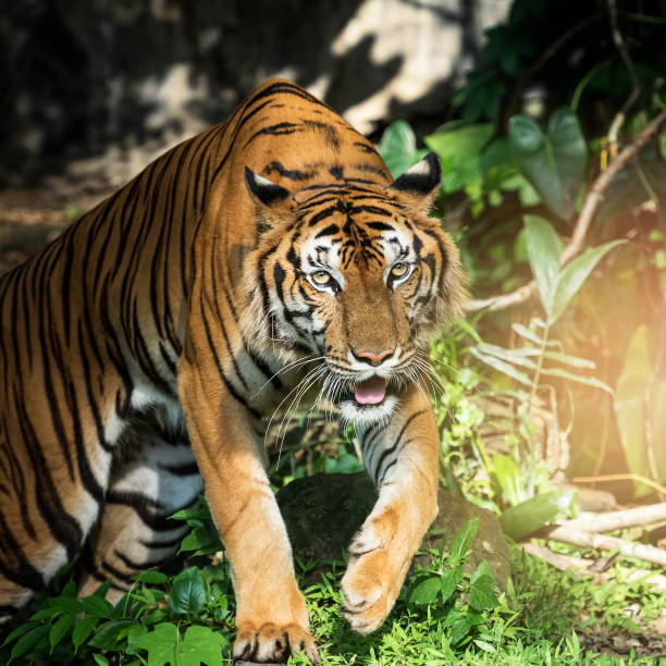istock Photos of tiger naturally. 1177944919