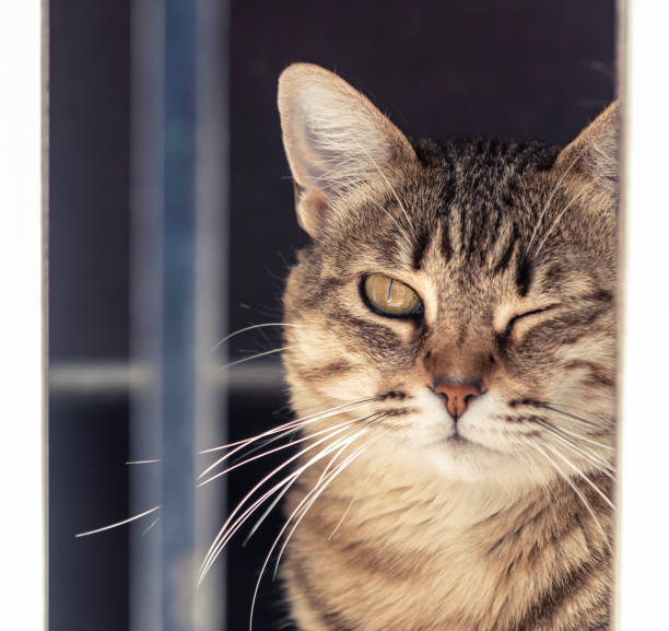 istock Fluffy cat winking near window 1177945067