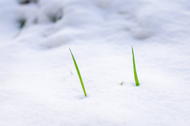 istock closeup of grass blades piecing through a thin layer of snow 1177945761