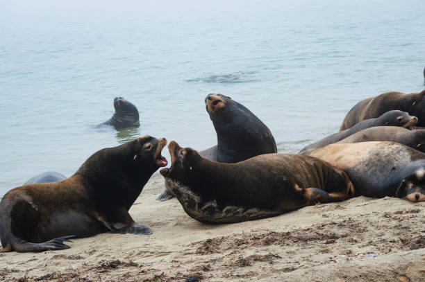 istock sealions play fighting along a british columbia shoreline 1177946918