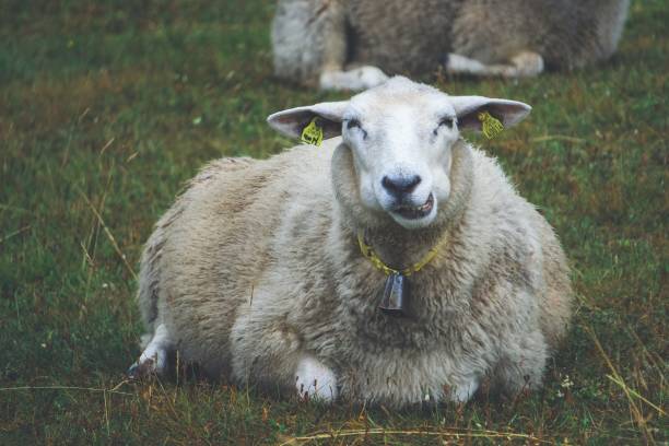 happy sheep eating grass happy sheep eating grass sheep flock stock pictures, royalty-free photos & images