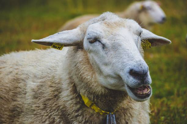 istock closeup on sheep with mouth open 1177947006